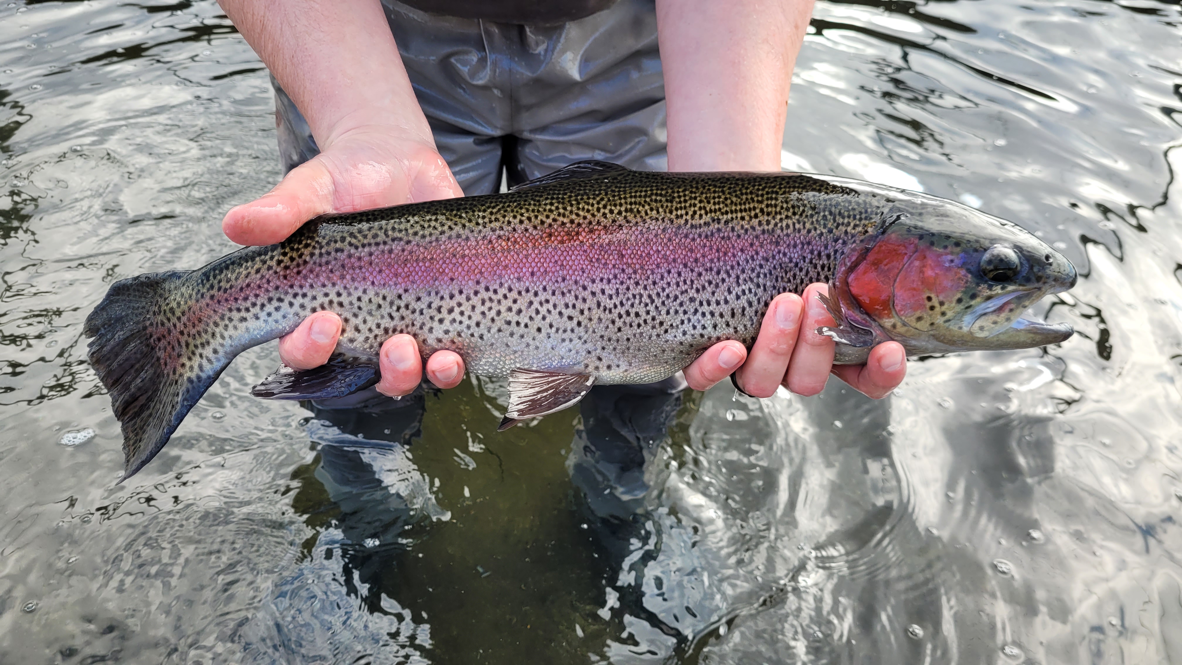 OPENING DAY OF TROUT SEASON IS THIS SATURDAY APRIL 1